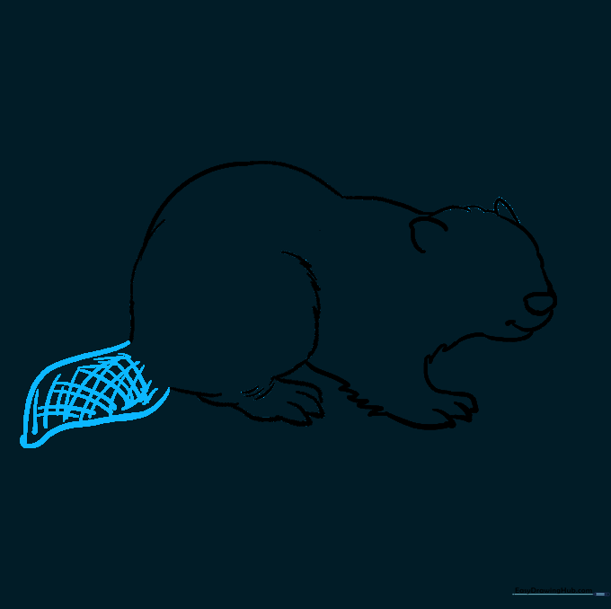 The beaver's flat, paddle-like tail with a cross-hatch texture pattern.