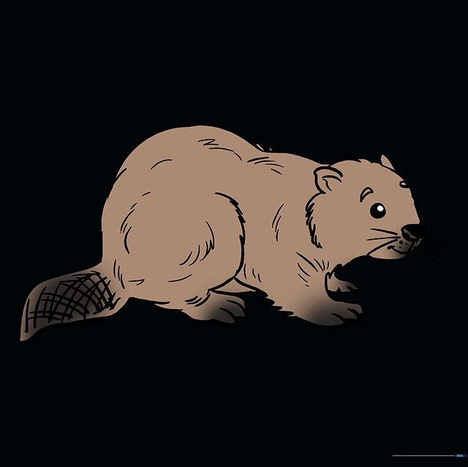 The finished beaver drawing colored in shades of brown.
