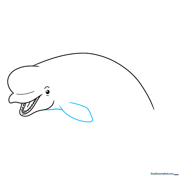 Adding a small, paddle-shaped flipper to the side of the whale's body.