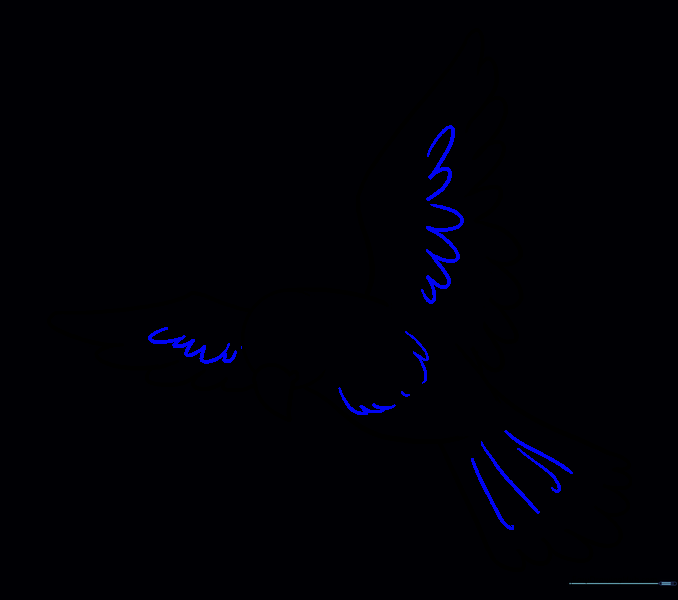 Adding texture lines to the wings, body, and tail.