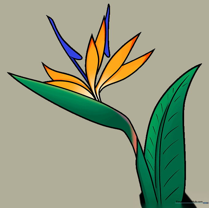 A fully colored Bird of Paradise flower with orange sepals and blue petals.