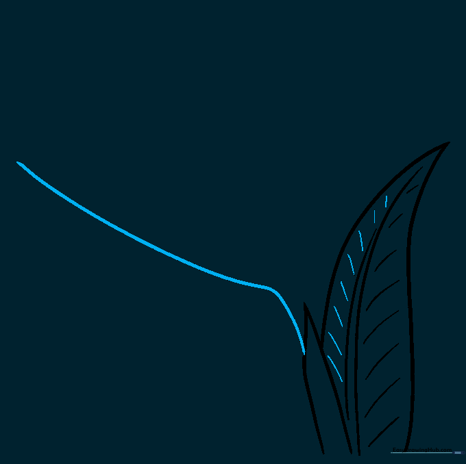Extending a long curved line from the bract to form the flower stem.