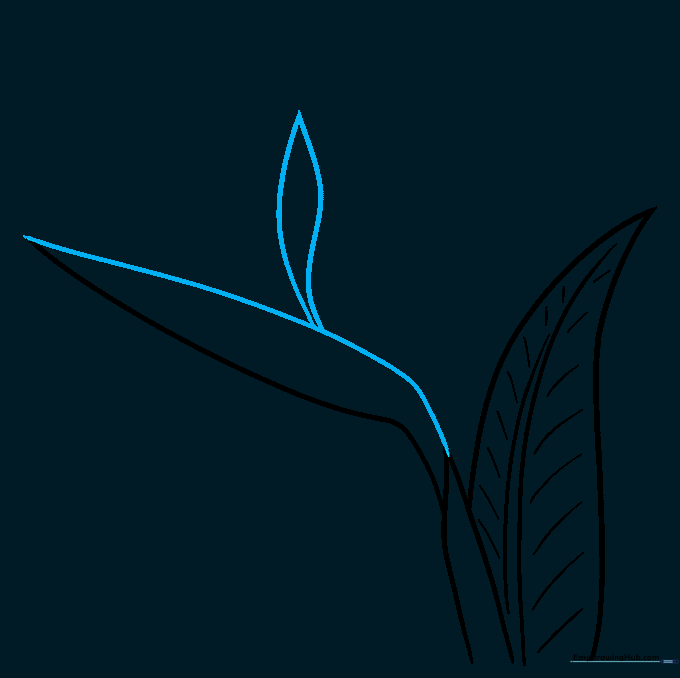 Sketching the first upright, pointed sepal emerging from the bract.