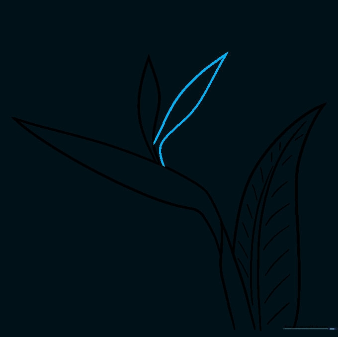 Adding a second pointed sepal to the flower arrangement.