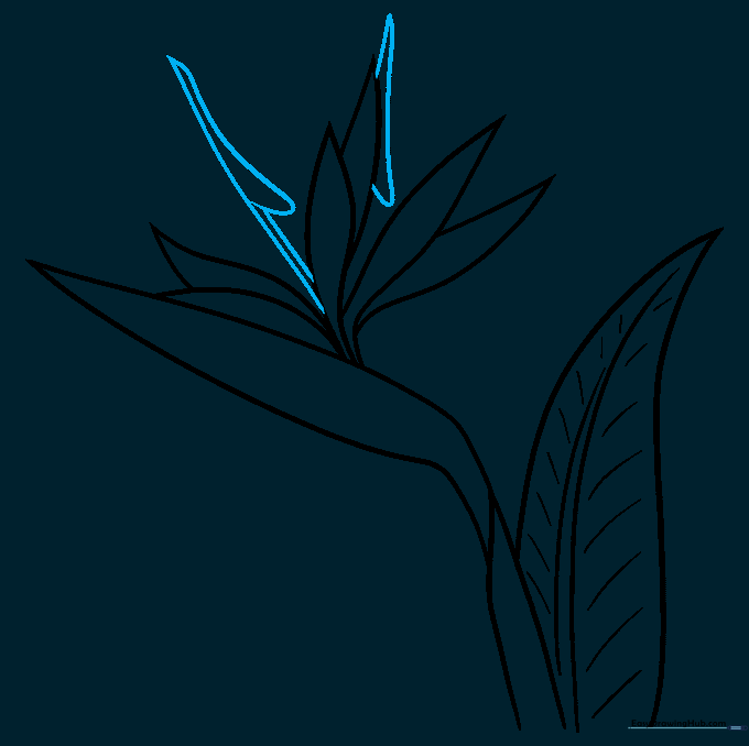 Drawing the fused central petals that give the flower its unique shape.