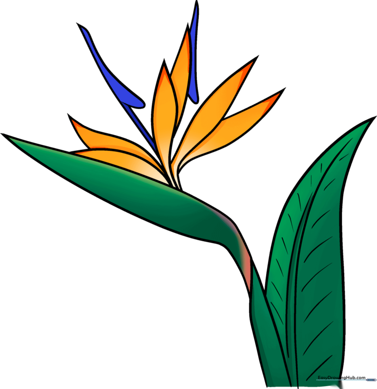Vibrant, finished Bird of Paradise flower drawing on a clean background.
