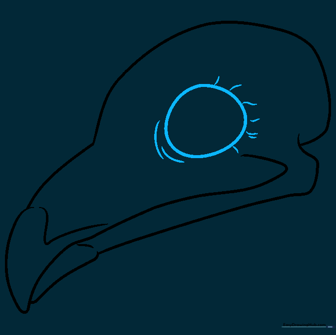 Drawing showing the large circular eye socket and surrounding bone details.