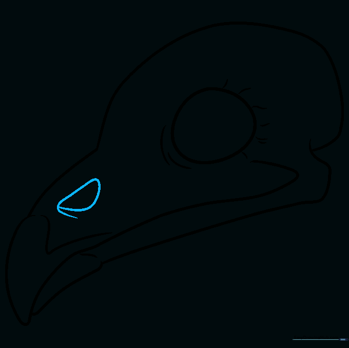Illustration of the nasal aperture being added to the upper beak area.