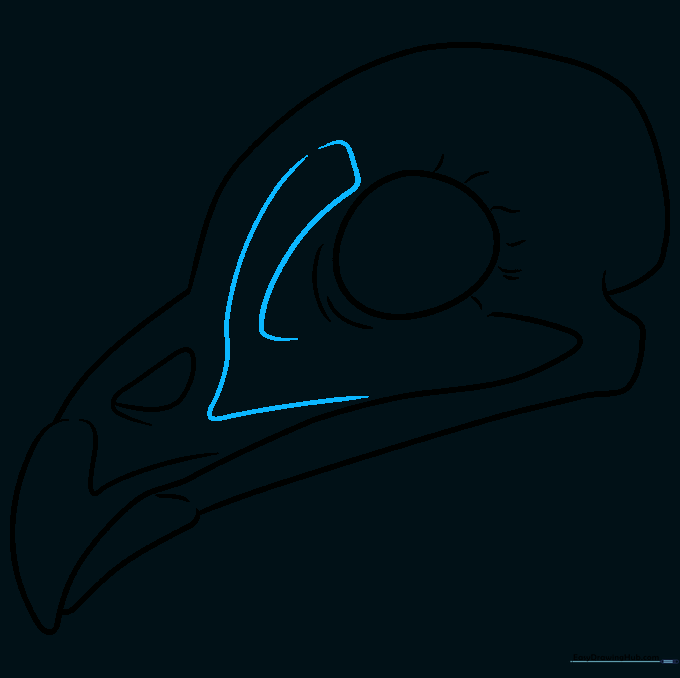 Drawing showing added contour lines between the eye socket and the beak.