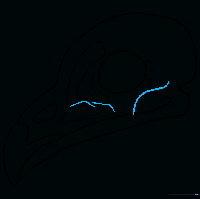 Drawing showing additional contour lines added below the eye socket.