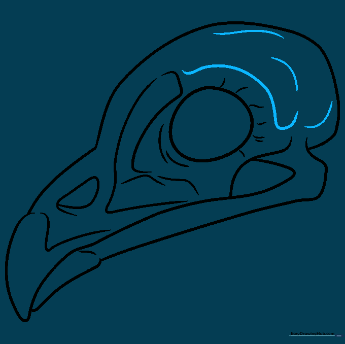 Drawing showing the completed skull outline with final anatomical contour lines.