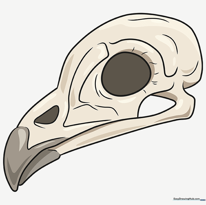 The finished, colored drawing of a bird skull showing realistic bone tones.