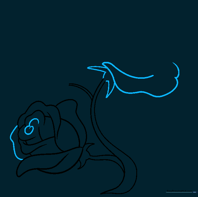 Drawing showing a central spiral in the first rose and the beginning of a second rose blossom.