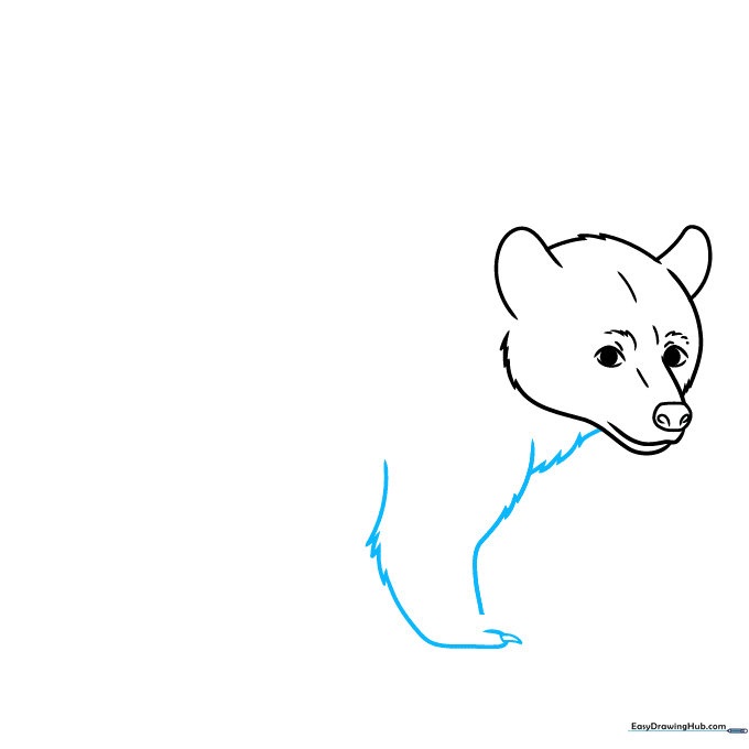 Sketching the bear's chest and first front leg with claw detail.