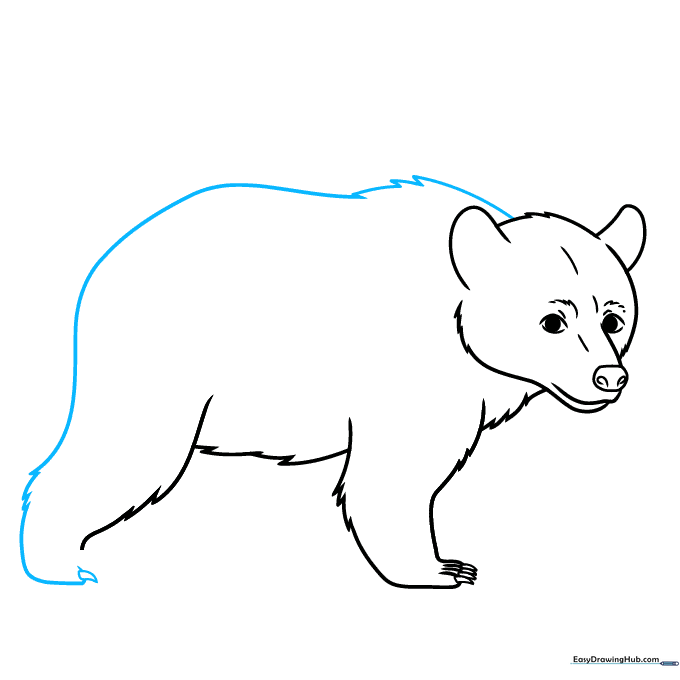 Drawing the bear's back and rear leg with claw detail.