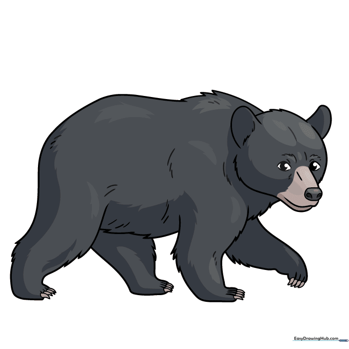Finished, colored black bear illustration.