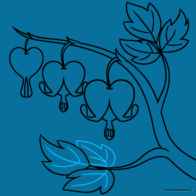 Finalizing the outline of the bleeding heart flower drawing