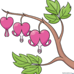 A vibrant, finished drawing of a bleeding heart flower with green leaves and pink petals