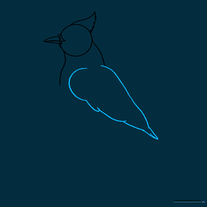 A teardrop-shaped wing outline positioned on the side of the bird's body.