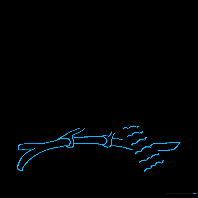The completed line drawing of the blue jay perched on a branch.