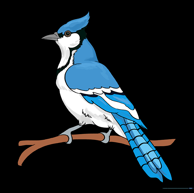 A fully colored blue jay illustration showing blue, black, and white plumage.
