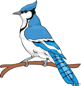 A vibrant, finished illustration of a blue jay perched on a branch, serving as the final goal for the tutorial.