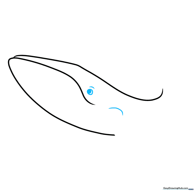 A shaded circle representing the whale's eye and a small curved line marking the start of the pectoral fin.