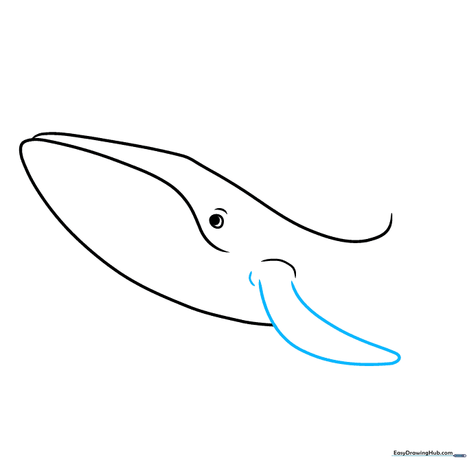 A finished pectoral fin extending from the side of the whale's body.