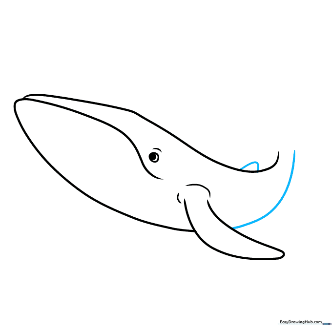 The whale's belly line extended and a small triangular dorsal fin added to the back.