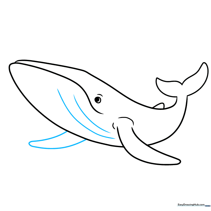 Long, parallel curved lines added to the whale's belly to show throat grooves.