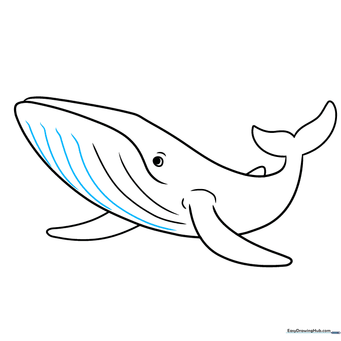 The completed line art of the blue whale, ready for coloring.