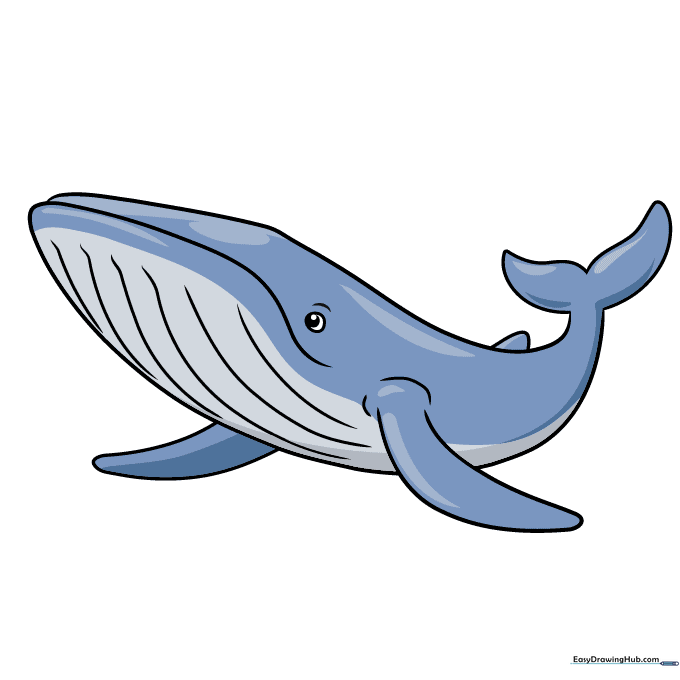 A fully colored blue whale drawing with shades of blue and grey.