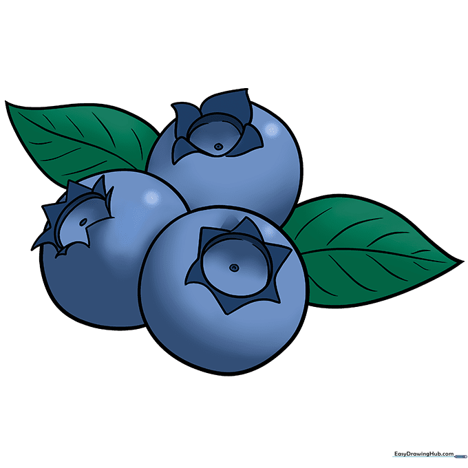 The final colored blueberry drawing with highlights and shading.