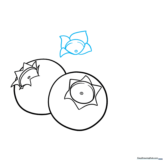 Detailing the third blueberry's calyx with small triangles and a central dot.