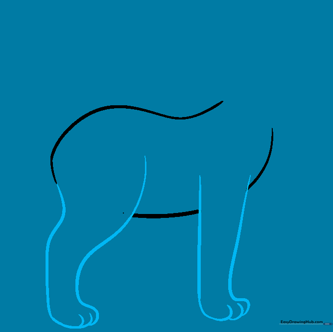 Drawing the front legs of a bobcat with rounded paw details.
