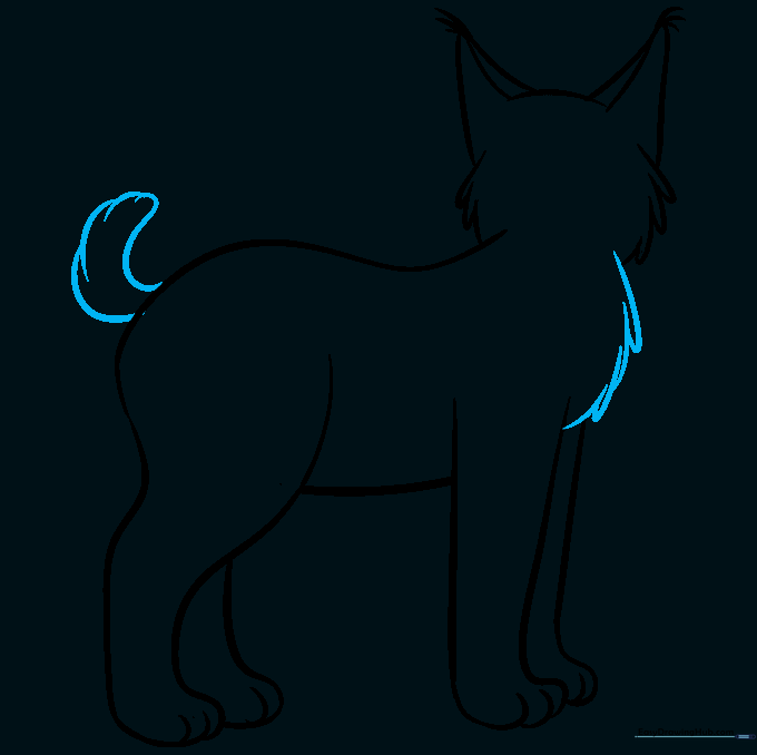 Drawing the short bobcat tail and adding chest fur details.
