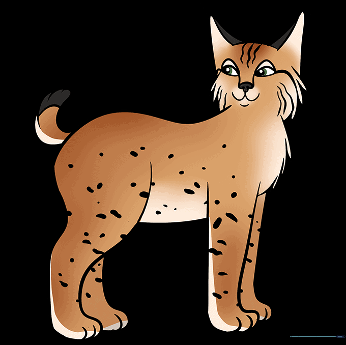 A fully colored, cute cartoon bobcat illustration.
