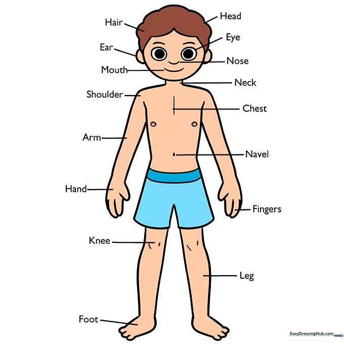 Final colored version of the human body parts diagram.
