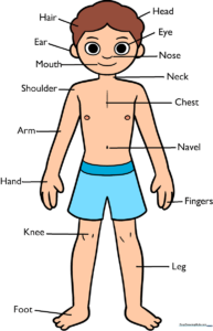A completed, labeled human body parts diagram for kids, featuring a friendly cartoon character.
