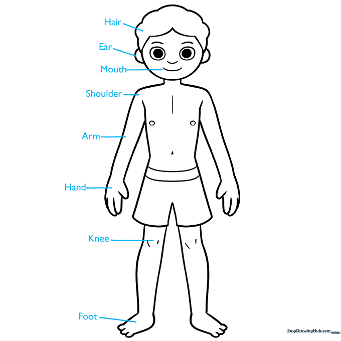 Adding initial labels to the body parts diagram using straight indicator lines.