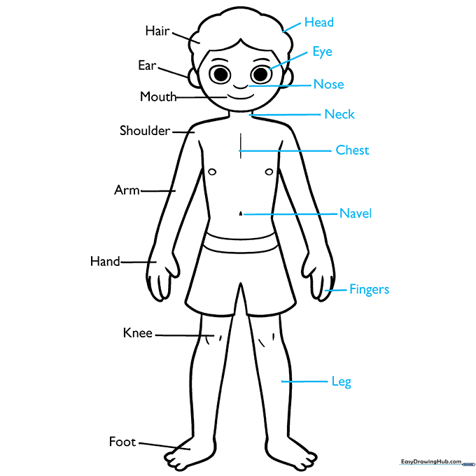 Completing the diagram with final labels for all major body parts.