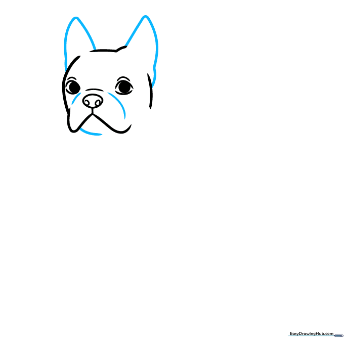 Adding tall, triangular ears to the Boston Terrier head sketch.