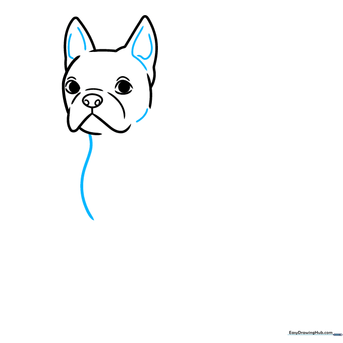 Drawing the chest area and ear details of the Boston Terrier.