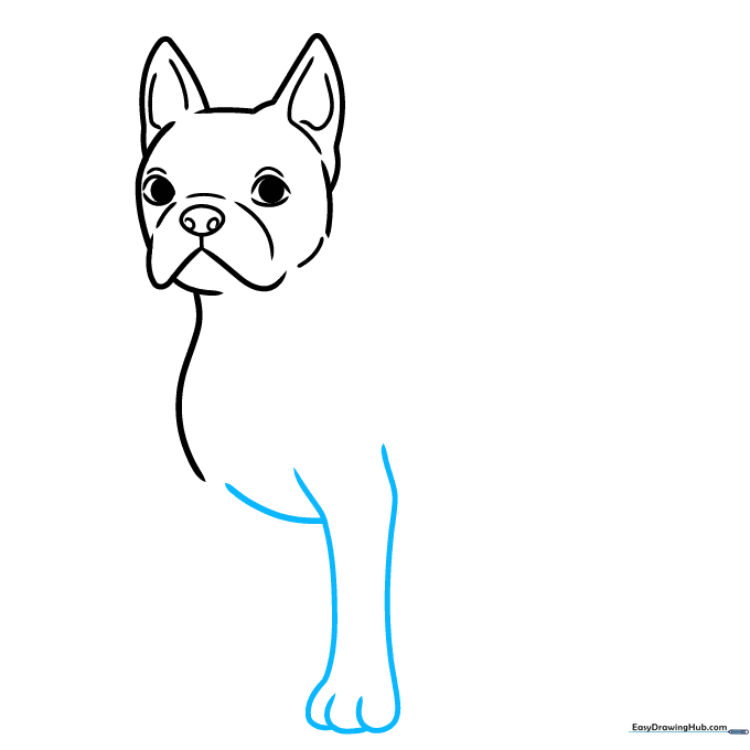 Pencil sketch showing the front leg and paw of the Boston Terrier.