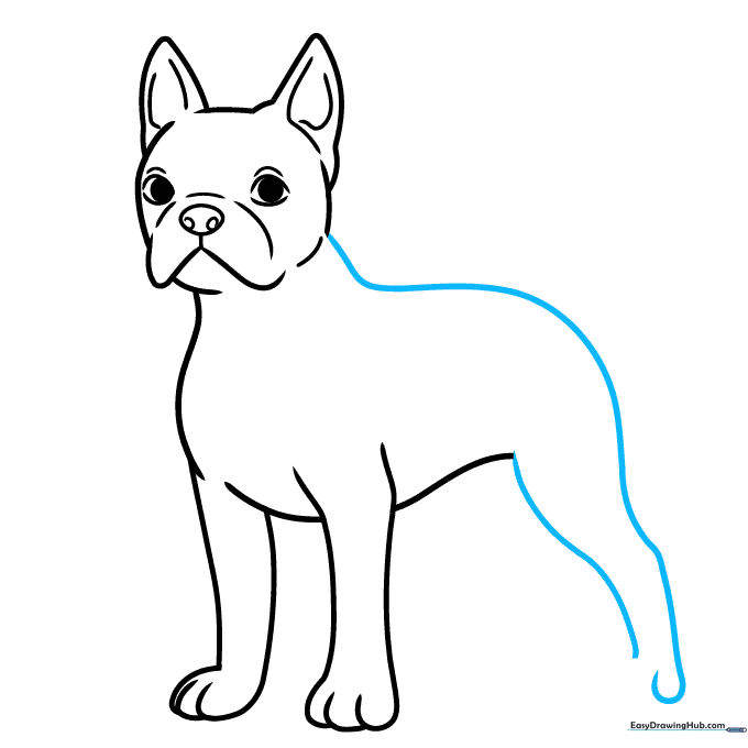 Drawing the back and rear leg of the Boston Terrier.