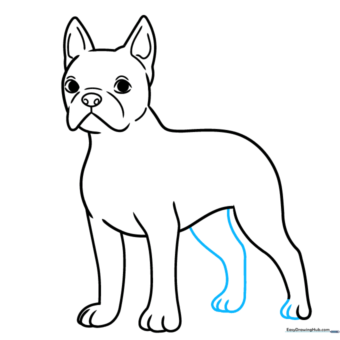 Adding the final leg and paw details to the Boston Terrier.
