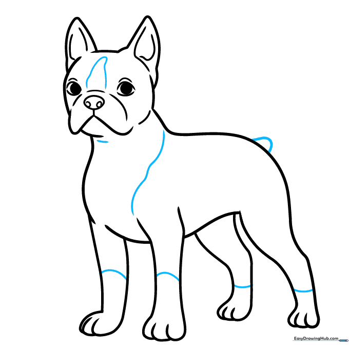 Adding the tail and fur pattern lines to the Boston Terrier drawing.