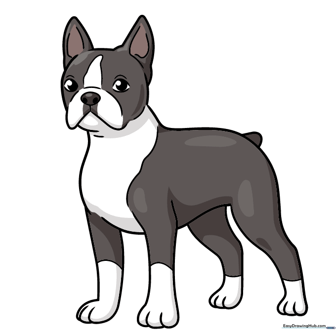 Finished, colored Boston Terrier drawing with black and white coat patterns.