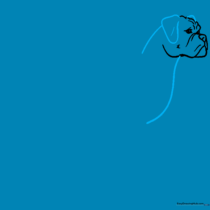 Drawing the floppy ears and the broad neck of the Boxer dog.