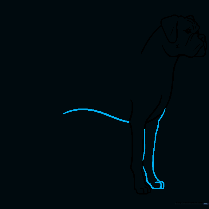 Adding the second front leg and the curved belly line of the dog.